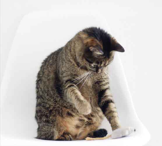 软件中心便捷的网站攻击测试